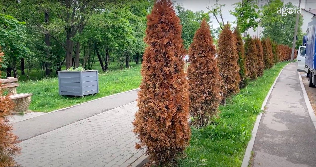 Zeci de arbuști de tuia s-au uscat brusc, după patru ani de la plantare în capitală. Autoritățile dau vina pe factori externi (VIDEO)
