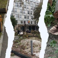 Jumătate dintre copacii din Chișinău ar trebui tăiați? Câți arbori au fost doborâți în ultimul an și câți urmează