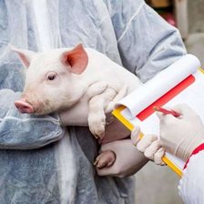 Fermierii cer despăgubiri de peste 194 de milioane de lei. Pesta porcină a redus efectivele de porci cu aproape 30%