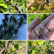 Moldova Fruct cere declararea stării de calamitate în agricultură. Guvernul promite o decizie după finalizarea evaluărilor