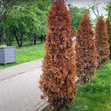 „S-au uscat din cauza ploilor acide”. Concluzia analizei de laborator în cazul arbuștilor de tuia din capitală 