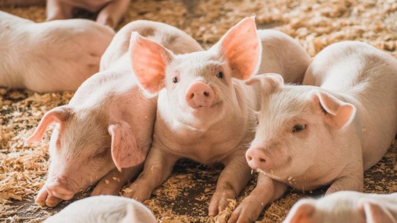 Funny Pig: Soluții pentru stabilizarea pieței cărnii de porc în Moldova
